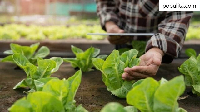 Contoh Teknologi Modern Dalam Produksi Pangan